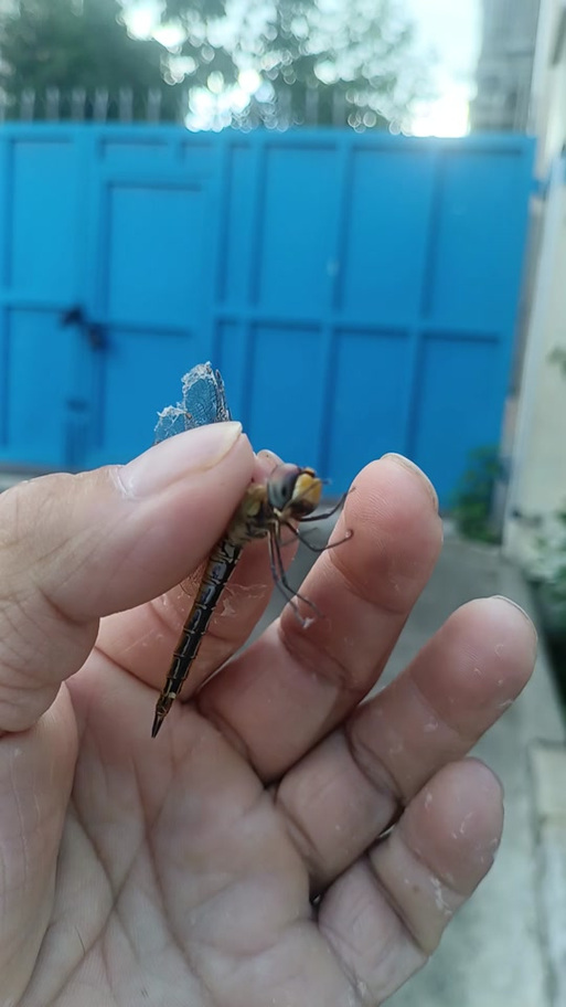 蜻蜓抓蚊子吗