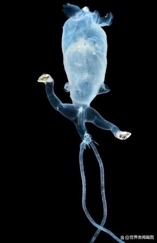 深海生物为什么不怕水压