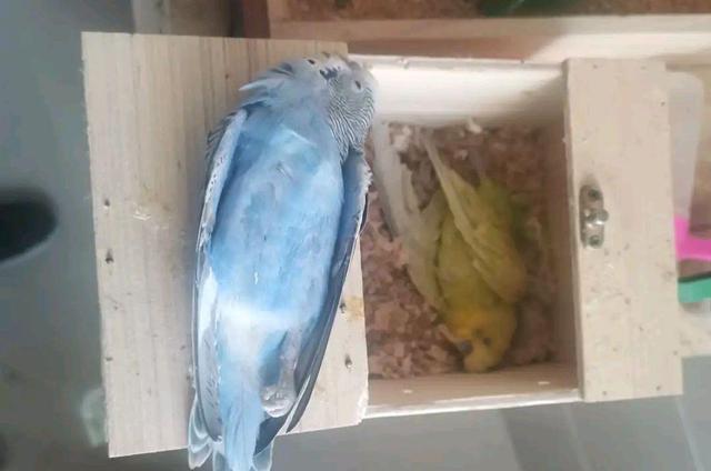 虎皮鹦鹉会被撑死吗 虎皮鹦鹉会被撑死吗