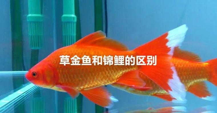 锦鲤锦鲫不吃哪些水草