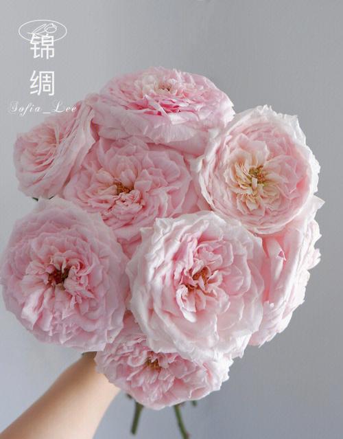 芍药玫瑰小说