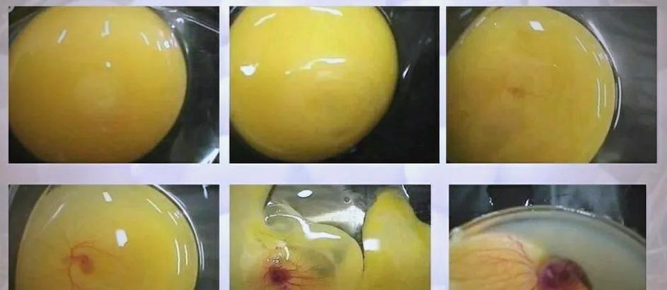 鸡为什么不受孕也下蛋