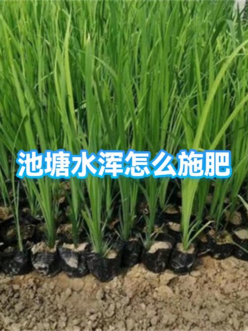 池塘浑水快速变清的方法