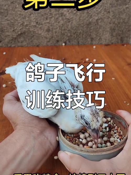 淘汰鸽子的最好方法