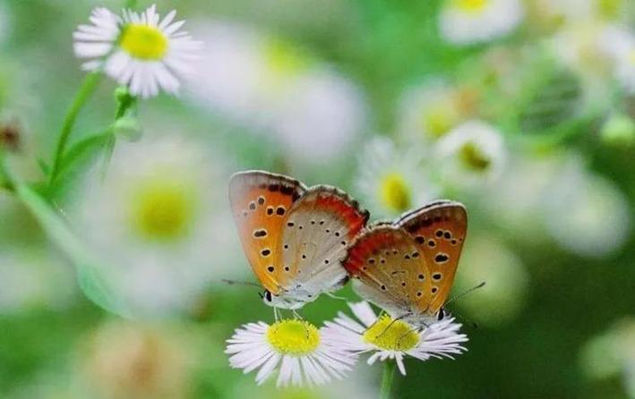 butterflies翻译
