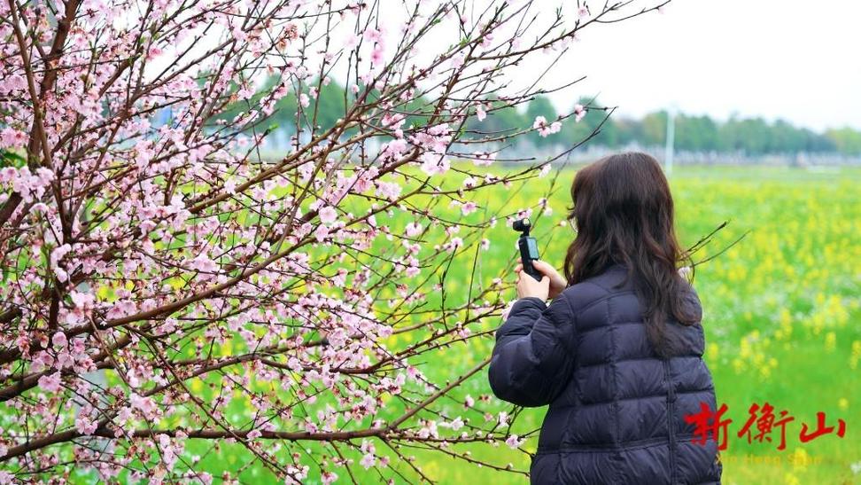 乡村桃花朵朵开