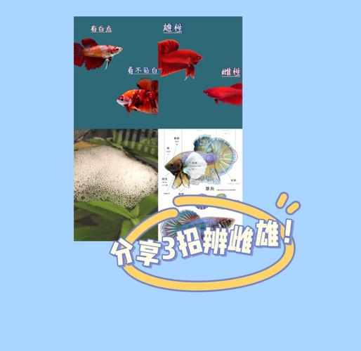 斗鱼歌单鉴定图
