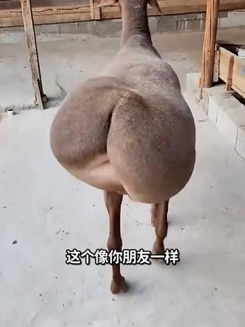 duangduang羊头像截图3