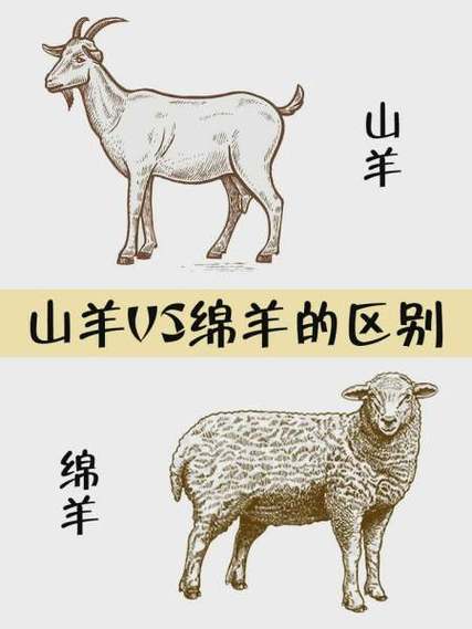养山羊利润高还是绵羊利润好