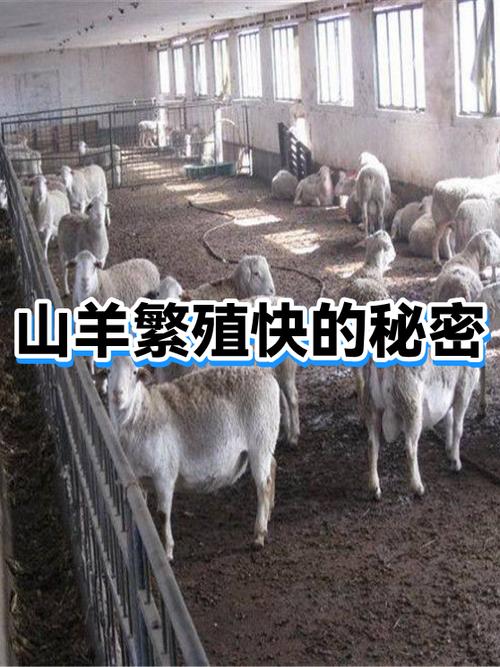 什么宠物繁殖快又赚钱 什么宠物繁殖快又赚钱
