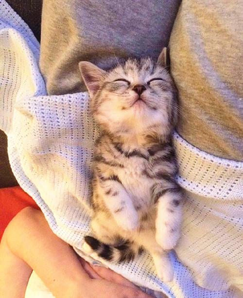 睡着的小猫咪下载苹果版