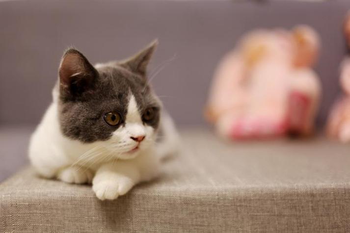 矮脚猫能活多久