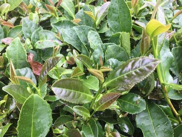 什么茶树的茶叶最好