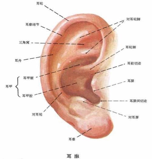 耳廓