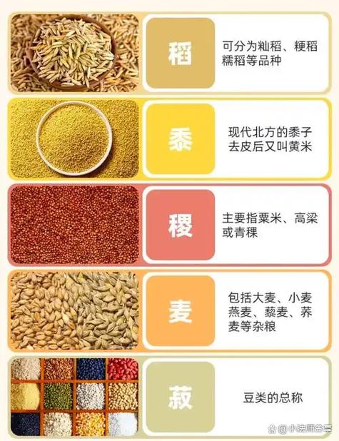 传统五谷指现代的什么