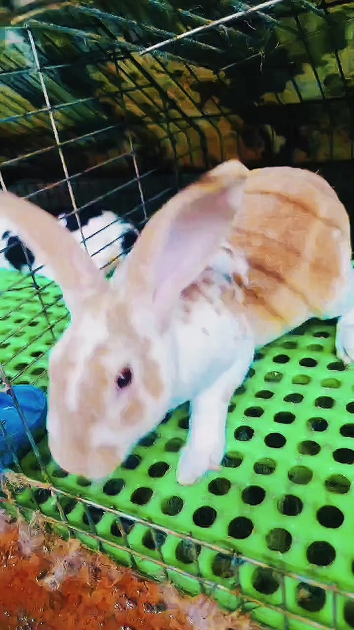 彩獭兔图片大全