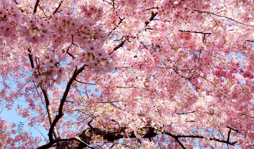 樱花树品种