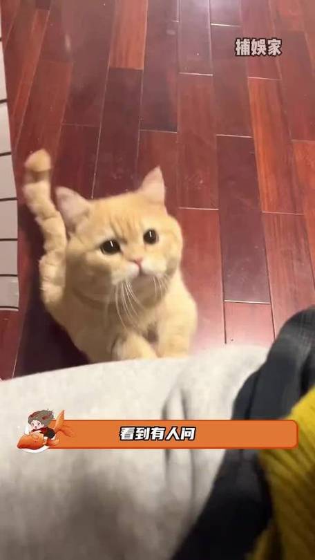 猫可以一个人呆在家吗截图2
