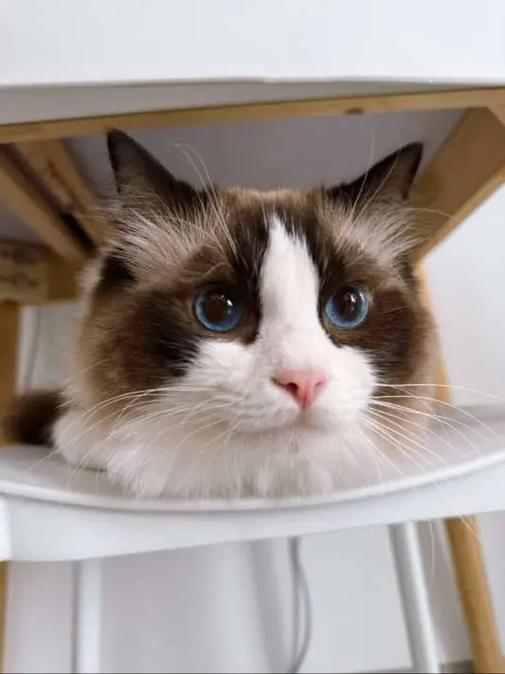 猫可以一个人呆在家吗截图3