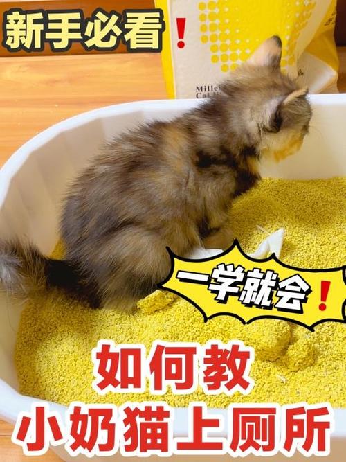 怎么让猫适应新猫砂