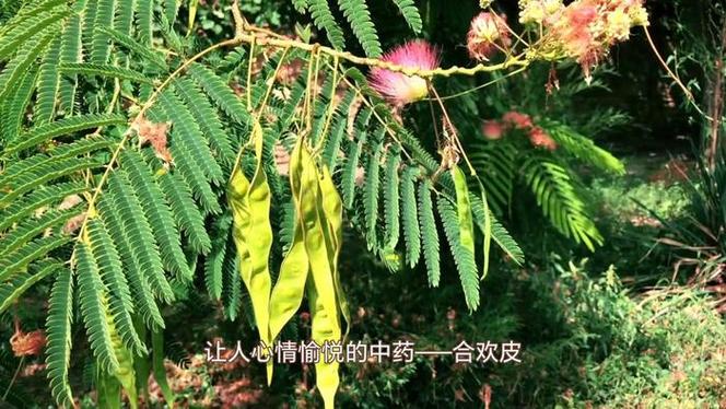 合欢皮的药用价值和功效