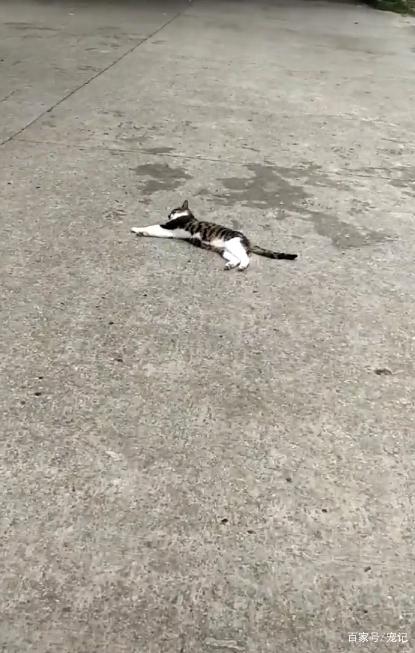 马路上的猫饼