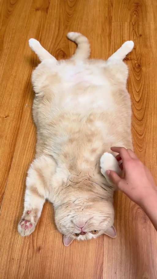马路上的猫饼截图3