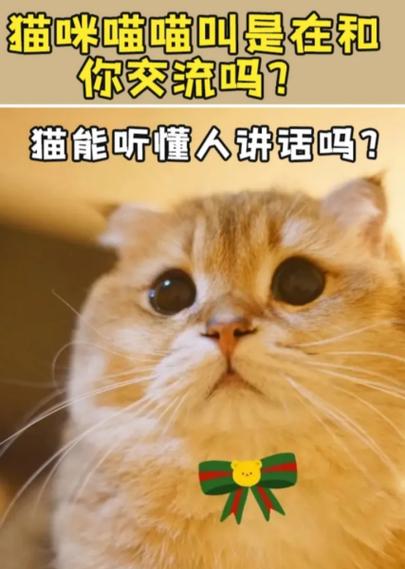 宠物猫能听懂主人说的话吗?