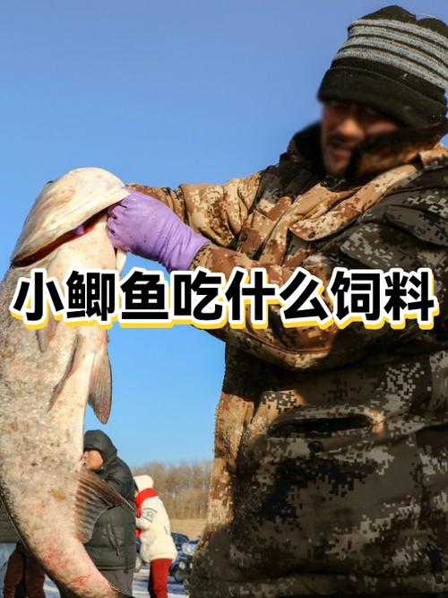 小鱼买回来注意什么