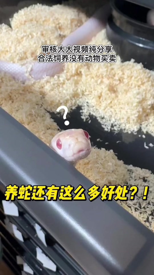养蛇的好处