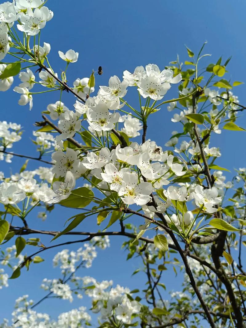 酷狗直播梨花
