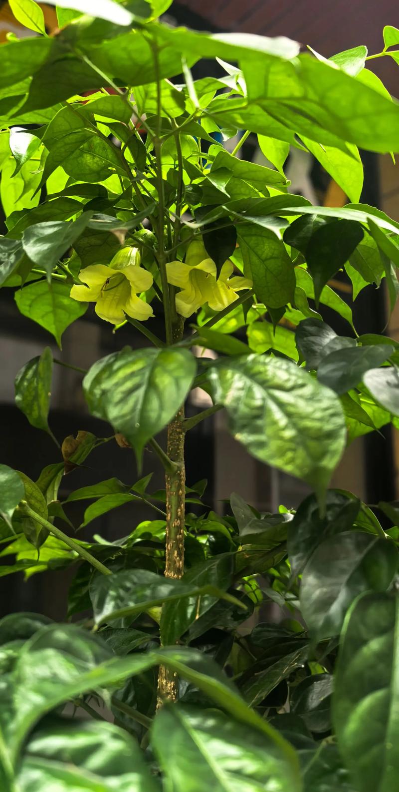 幸福树开花吗