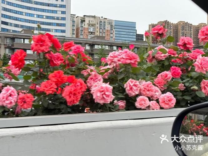 蔷薇是多少钱一克