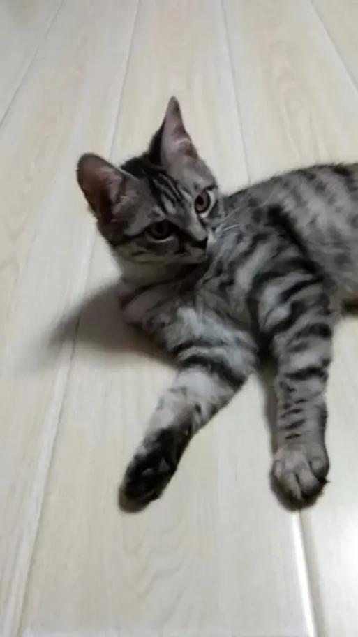 美短和狸花猫的串串介绍