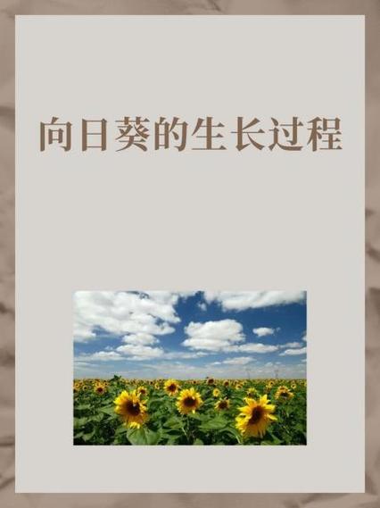 向日葵生长顺序排列