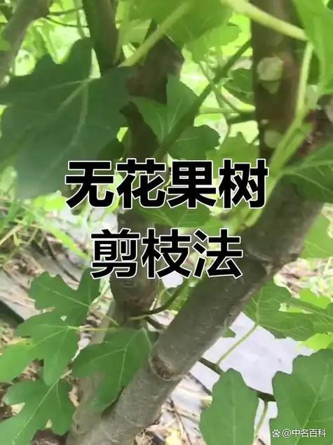 果树旺树如何的修剪