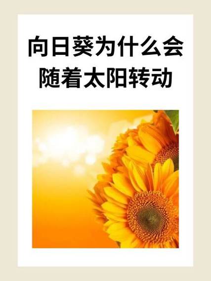 向日葵会转向吗
