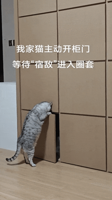 不破坏门装猫门截图3