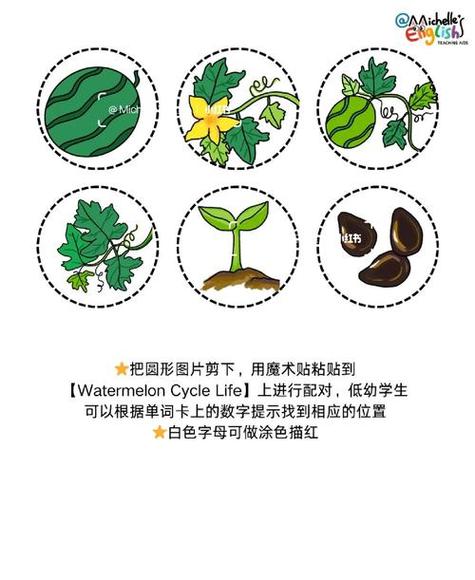 mc西瓜生长机制 mc西瓜生长机制