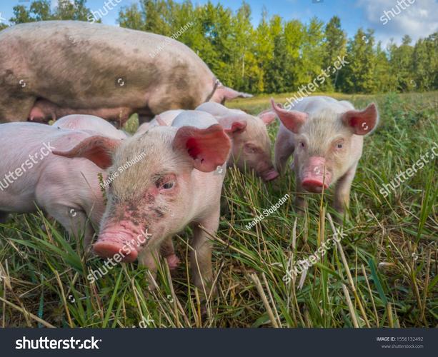 14ogkg_pIg5G2HAMEWEYitw