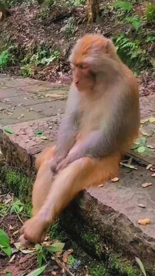 伤心难过的猴子图片