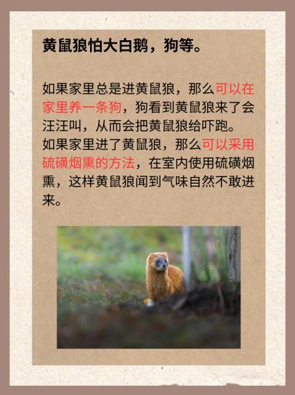 驱黄鼠狼最有效的办法
