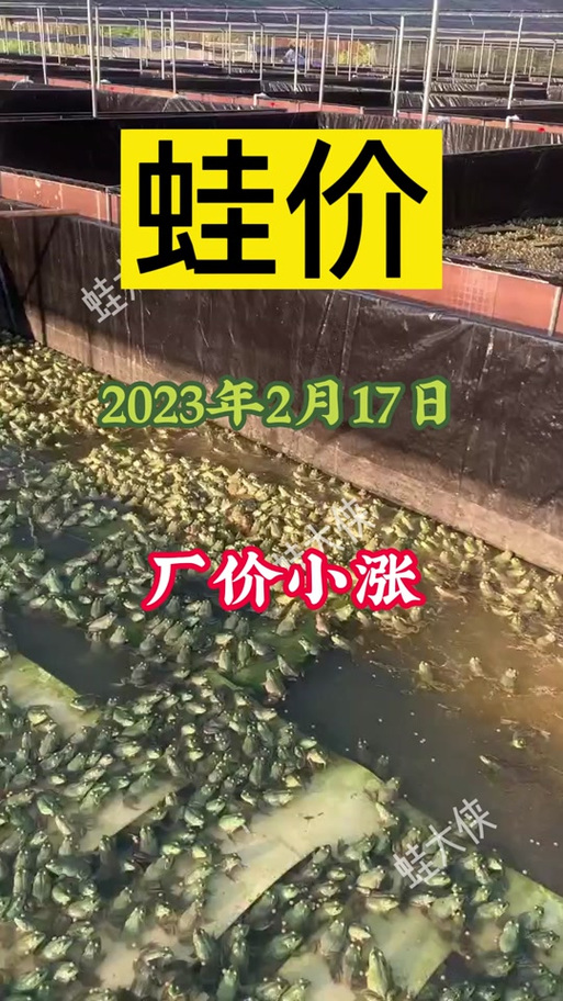 预测后期牛蛙价格