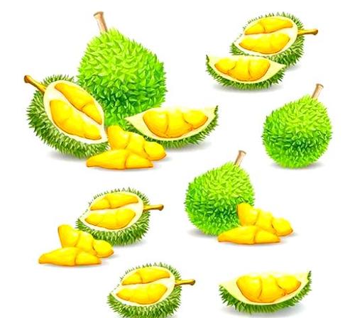 绿色榴莲的品种介绍
