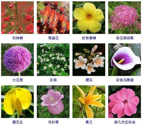 花卉种类