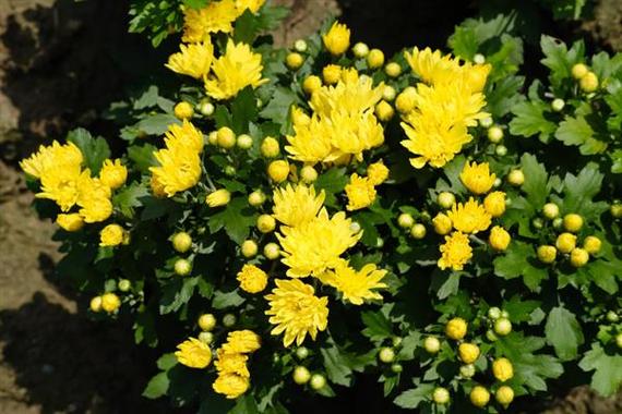 菊花什么季节开放 菊花什么季节开放