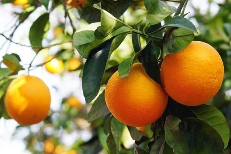 橙花是橙子花吗