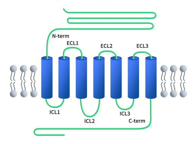 cell血糖