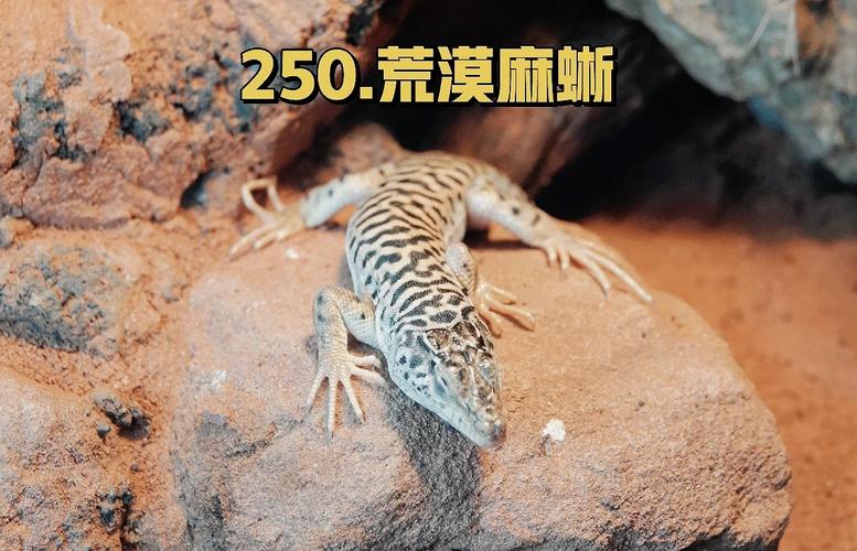 荒野大镖客2蜥蜴位置