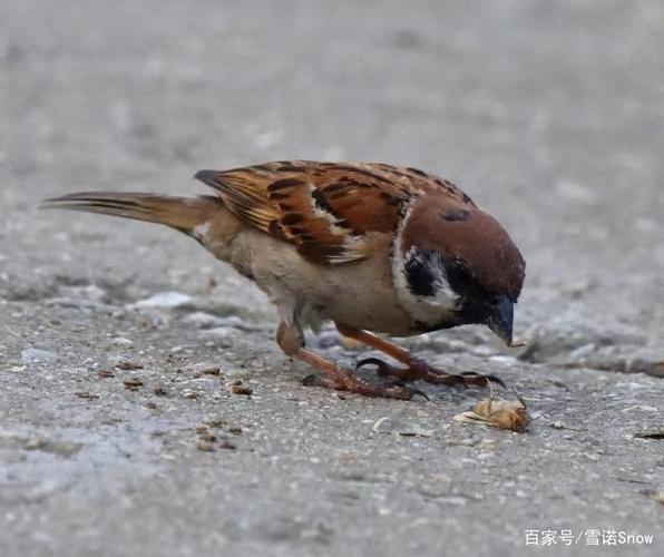 驱赶麻雀鸟声(60秒)截图2